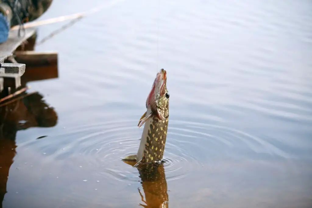 a photo of a pike fish to show how to find pike in a river