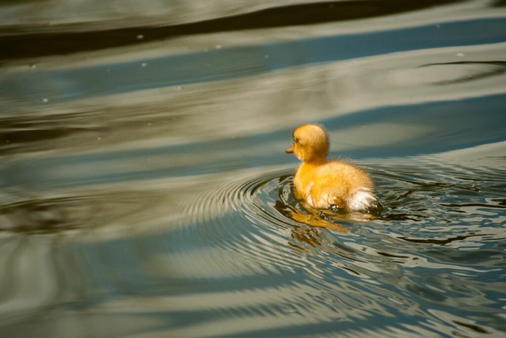 a photo of a yellow duckling to show why ducks are yellow 