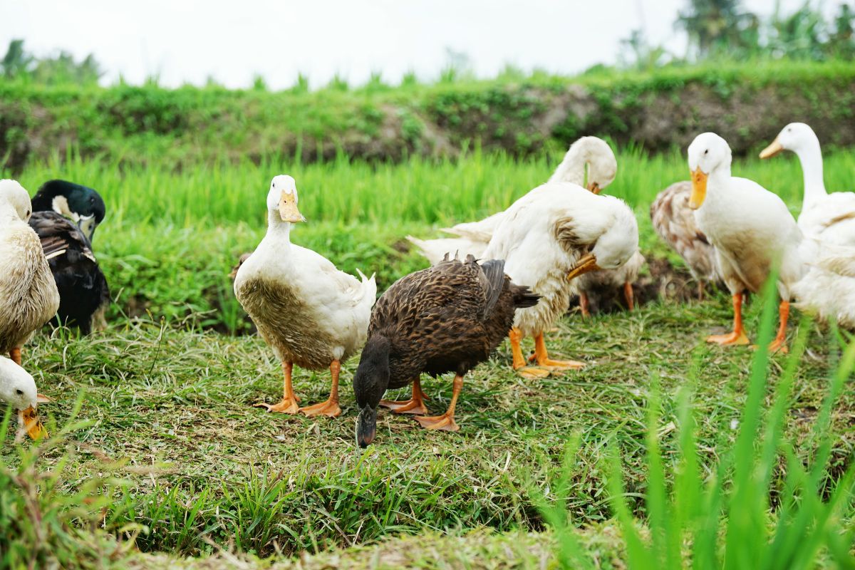 Are Ducks Yellow or White? Do They Change Color? - Outdoor Skilled