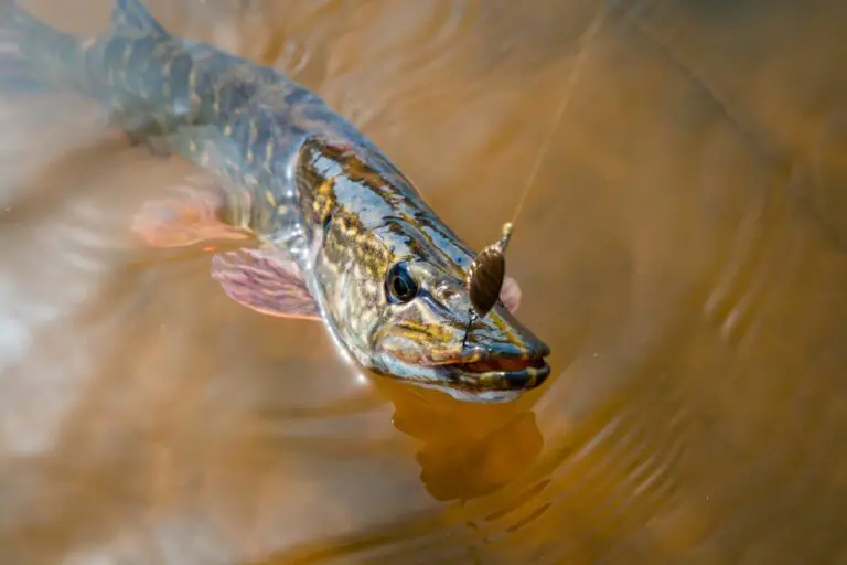 River Pike Fishing Tips That Will Instantly Make You a Better Angler
