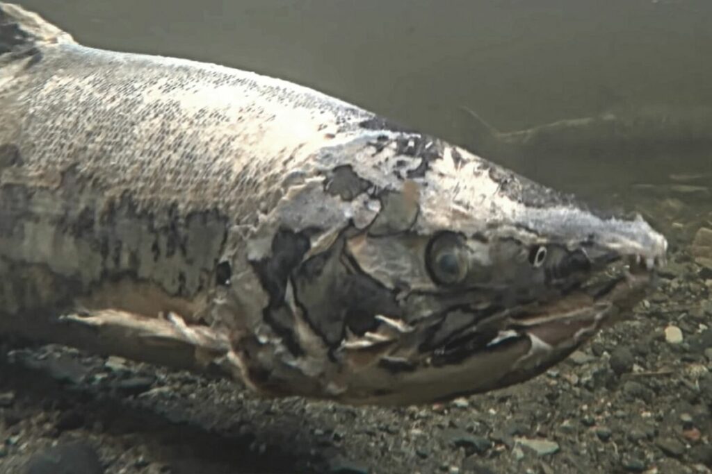 Zombie Salmon in the water to show what is Zombie salmon 