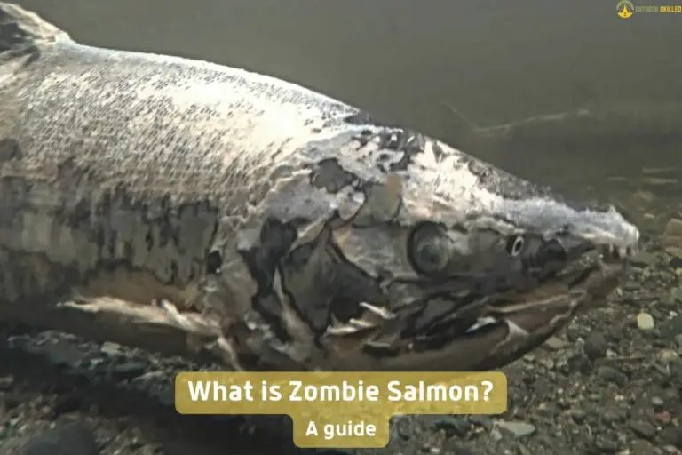 What Is Zombie Salmon? A Quick, Fascinating, Guide