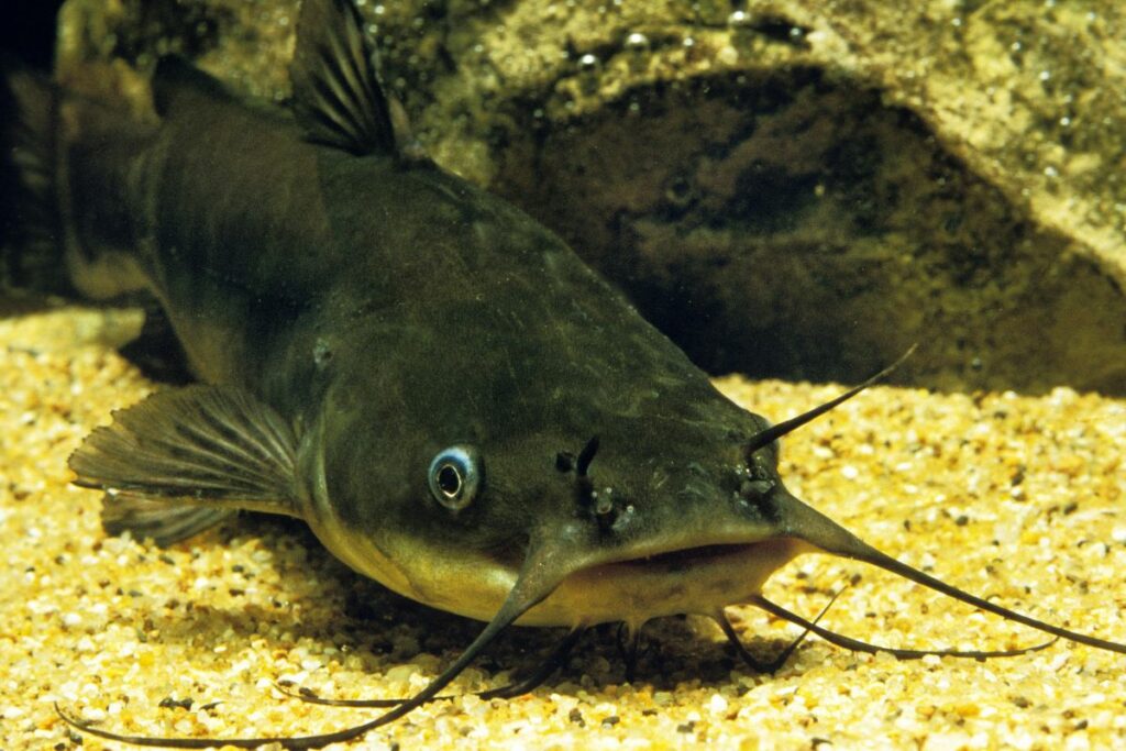 a photo of a catfish to show when they spawn