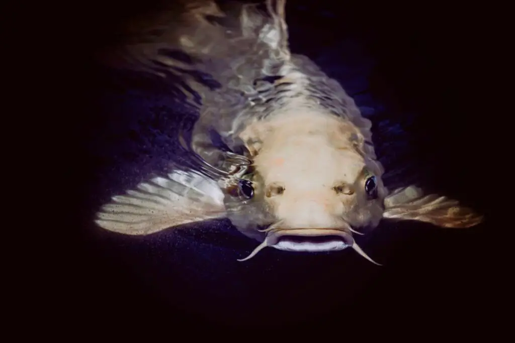a photo of a catfish to show how to catch catfish at night