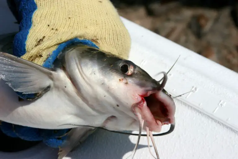 When Do Catfish Start Biting? That’s The Best Time to Catch Catfish…