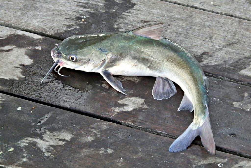 a photo of a catfish to show that they do bite in the rain