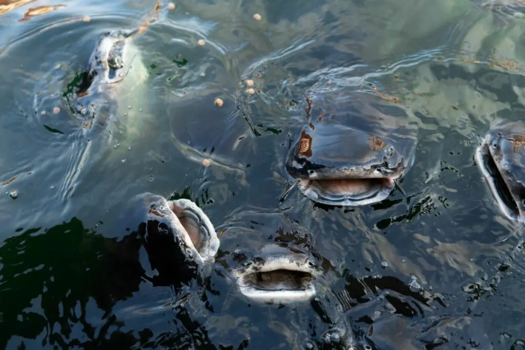 a photo of catfish feeding to show if they do eat other fish