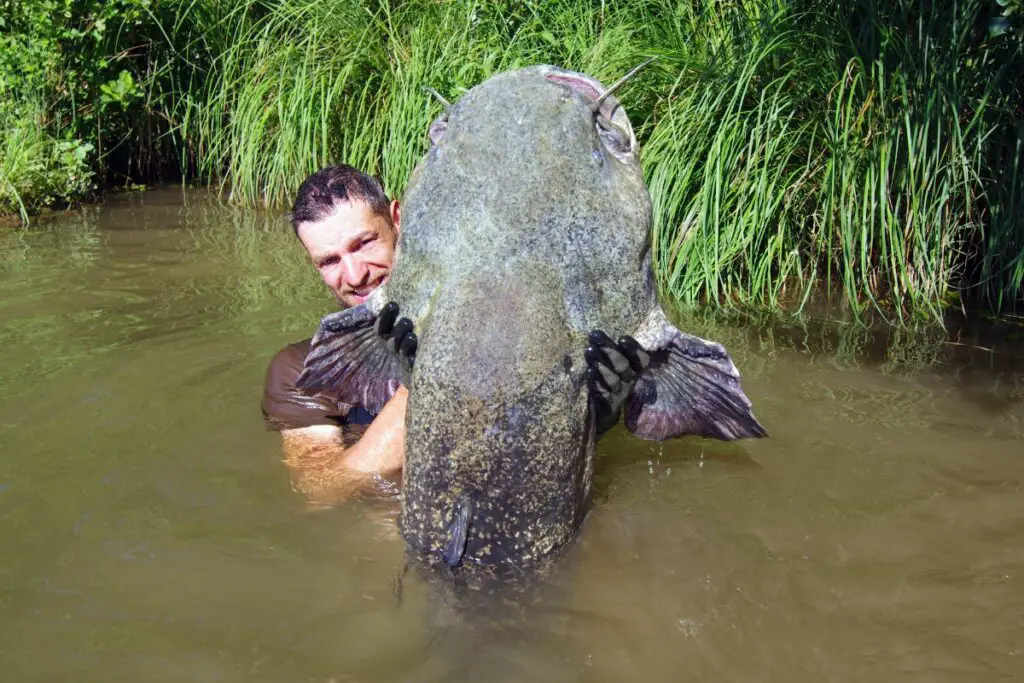 a photo of an angler holding a catfish to show what catfish noodling is