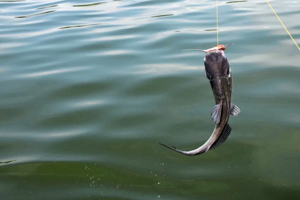 a photo of a a hooked catfish to show the best catfish rigs fro bank fishing