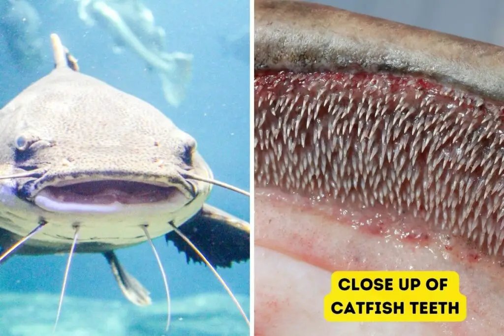 Catfish teeth to show why they're prime noodling target 