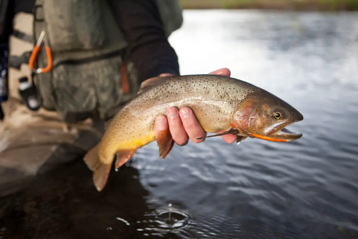 do-trout-bite-in-the-rain-a-quick-guide-with-everything-i-know