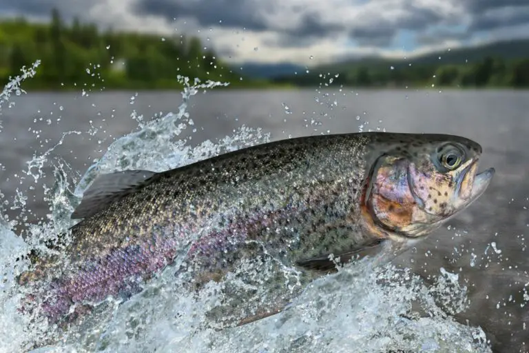 Do Trout Bite in the Rain? A Quick Guide with Everything I Know!