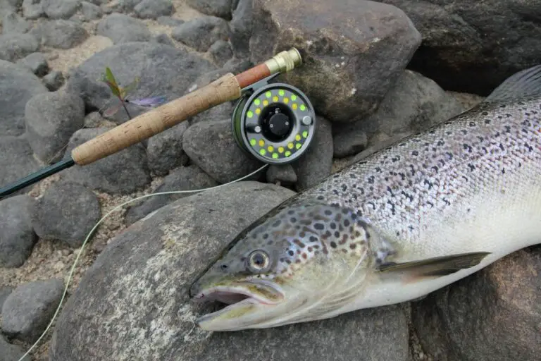 The 10 Best Salmon Fishing Reels in 2023 for a Successful Fishing Trip