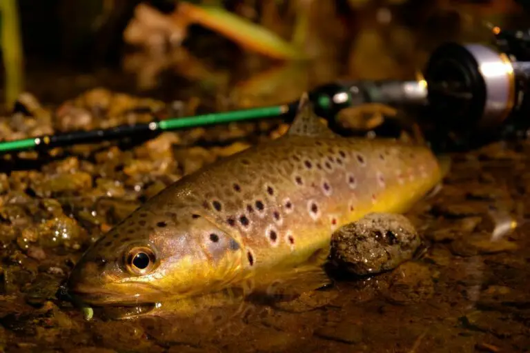 The 8 Best Trout Baits in 2023 that Work Better Than Expected