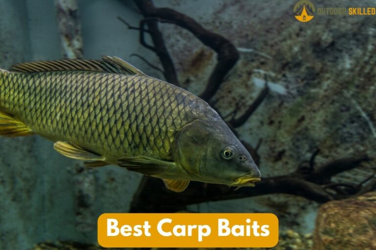 The 5 Best Carp Baits Used by Professional Anglers