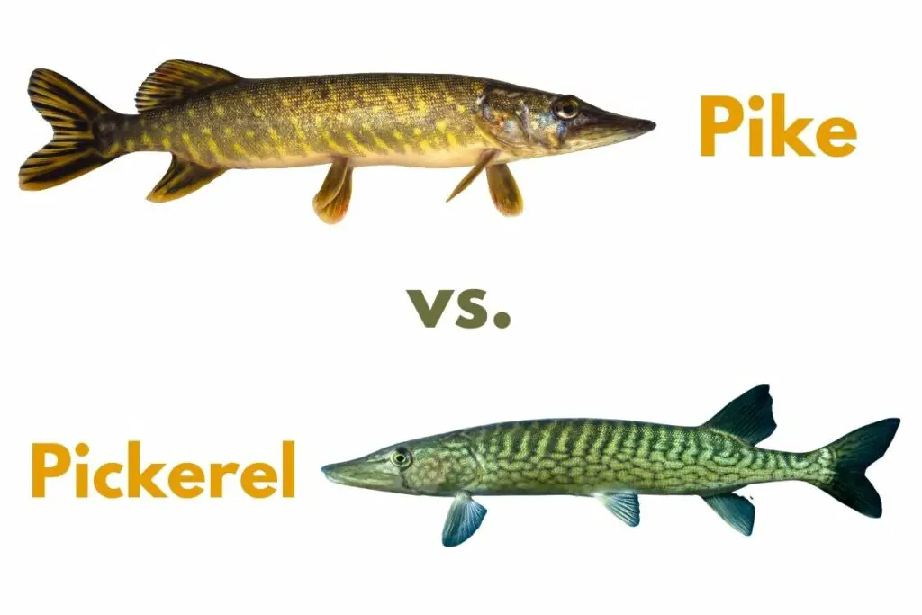 a photo of pike vs. pickerel to showcase their differences